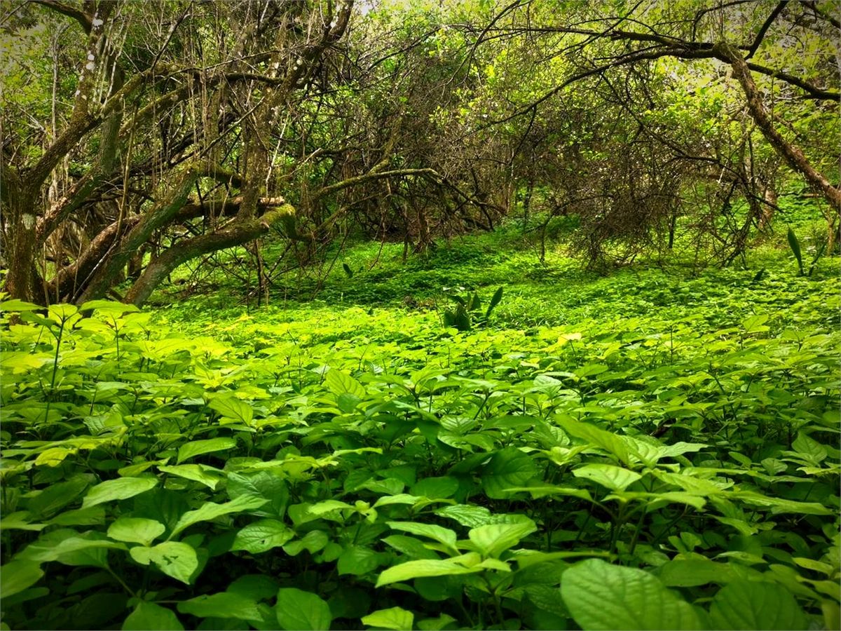 Dense green indigenous coastal forest on the lodge property