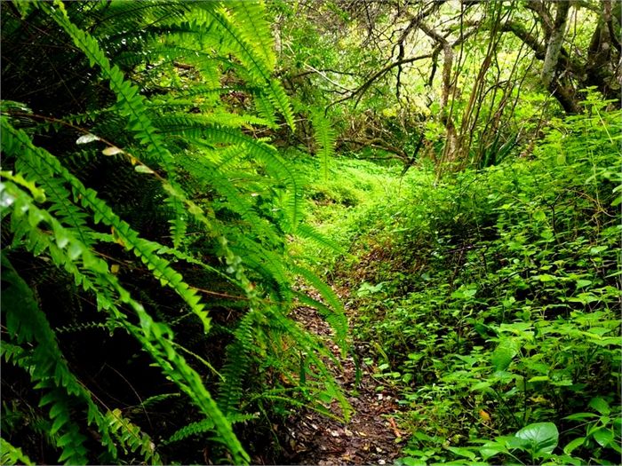 A hiking path through coastal bush near Chintsa