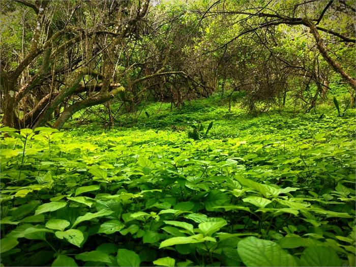 Dense green indigenous coastal forest on the lodge property