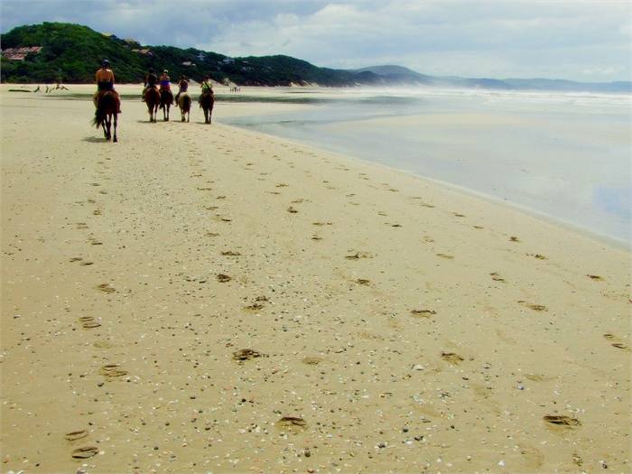 Horses being ridden along the water's edge on the beach