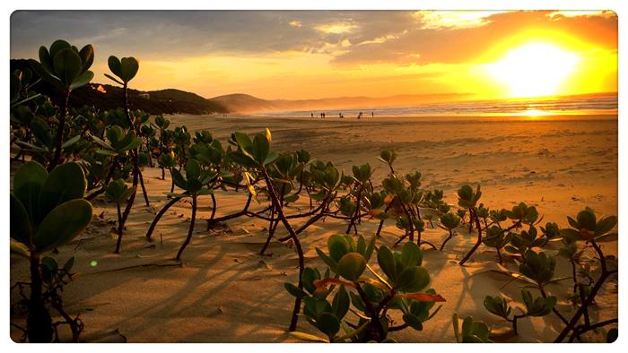 Golden sunrise over the sea seen through dune foliage