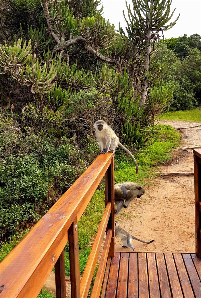 Wildlife photographed in the indigenous forest on the property